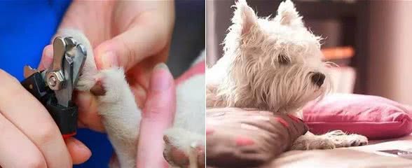 宠物美容小知识，这些你都知道吗?