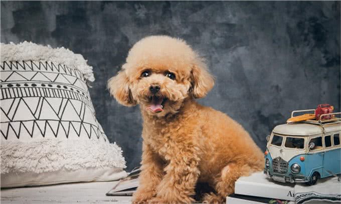 帮你挑选一只真正的茶杯泰迪