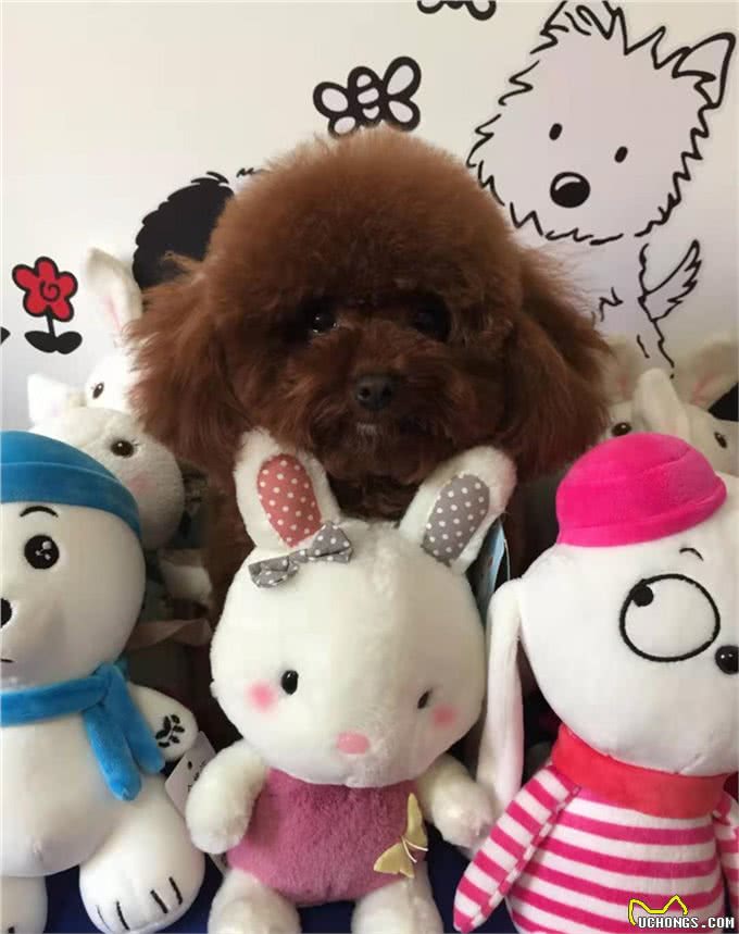 帮你挑选一只真正的茶杯泰迪