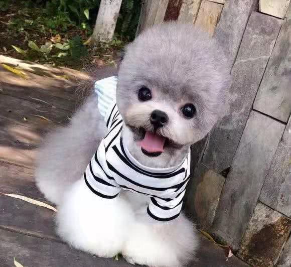 帮你挑选一只真正的茶杯泰迪