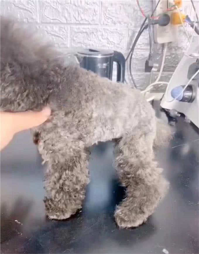 帮你挑选一只真正的茶杯泰迪