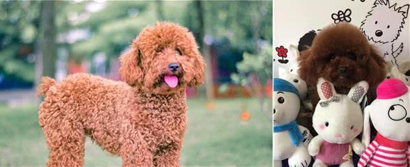 帮你挑选一只真正的茶杯泰迪