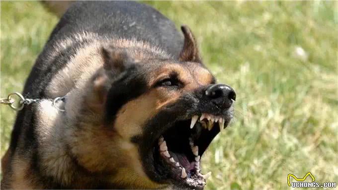 遇到恶犬怎么应对?内蒙古牧民教你如何保护自己