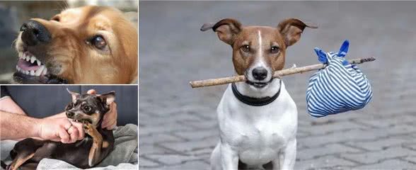 遇到恶犬怎么应对?内蒙古牧民教你如何保护自己