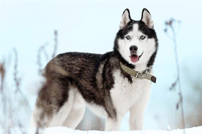 阿拉斯加雪橇犬vs西伯利亚哈士奇，谁才是真正的东北虎克星呢?