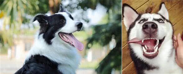 狗狗智商大揭秘：聪明汪星人与它们的逗趣排名