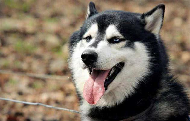 11个养狗冷知识,看到就赚到了