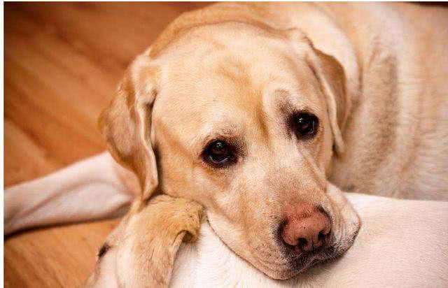 11个养狗冷知识,看到就赚到了