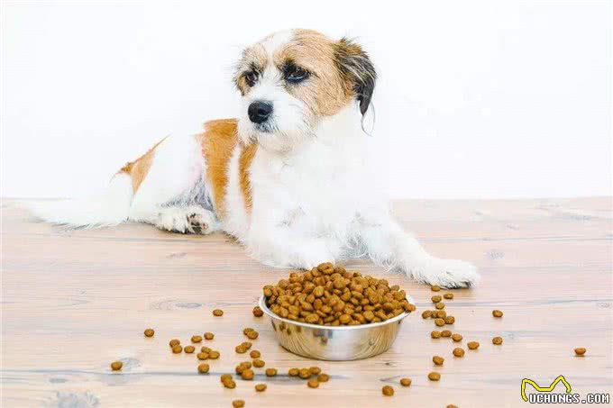 11个养狗冷知识,看到就赚到了