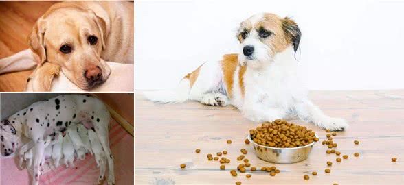 11个养狗冷知识,看到就赚到了