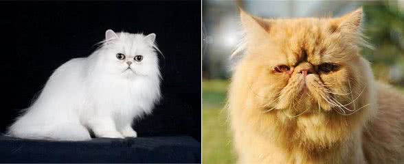 大扁脸，你值得拥有，你不想拥有一只波斯猫吗