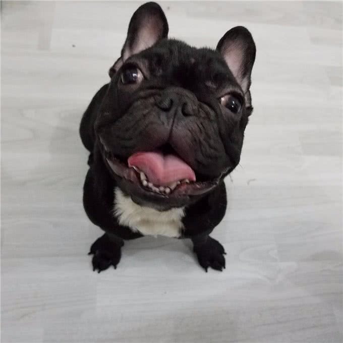 问:幼犬咳嗽怎么办?