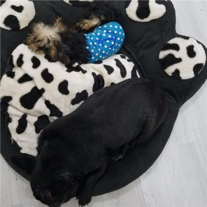 问:幼犬咳嗽怎么办?