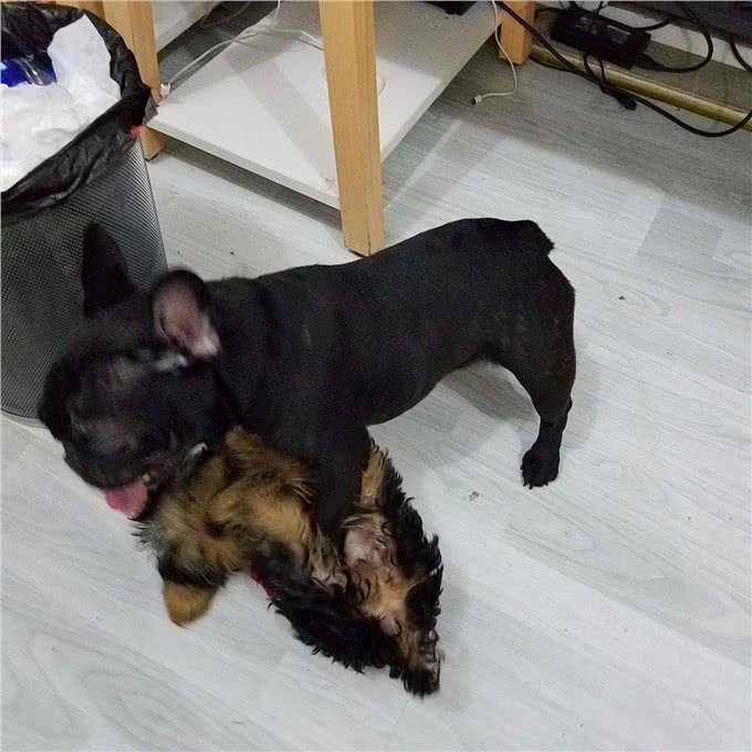 问:幼犬咳嗽怎么办?