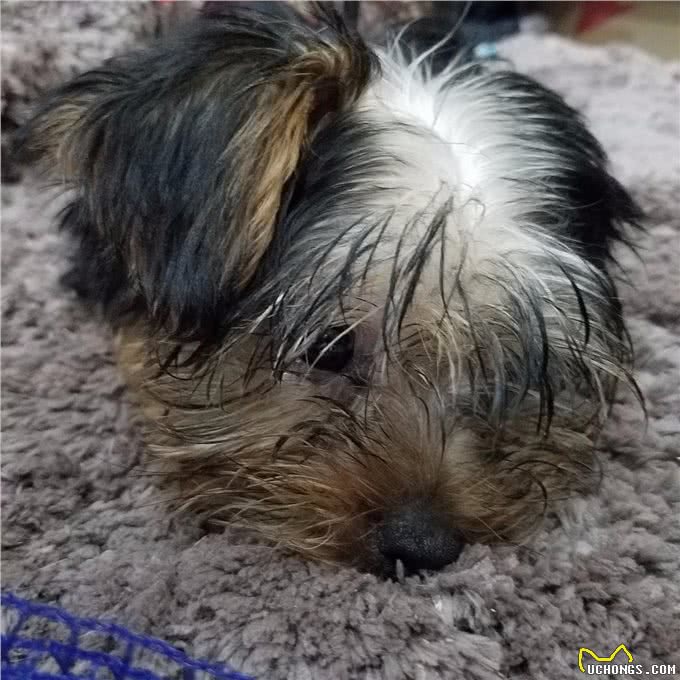 问:幼犬咳嗽怎么办?