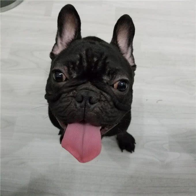 问:幼犬咳嗽怎么办?