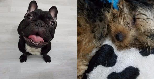 问:幼犬咳嗽怎么办?