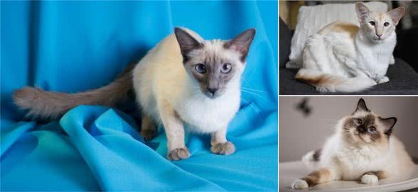 优美体形和婀娜多姿的巴厘猫