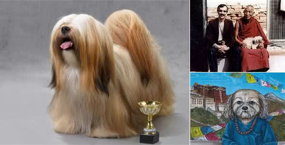 草原上的吉祥之犬—拉萨犬
