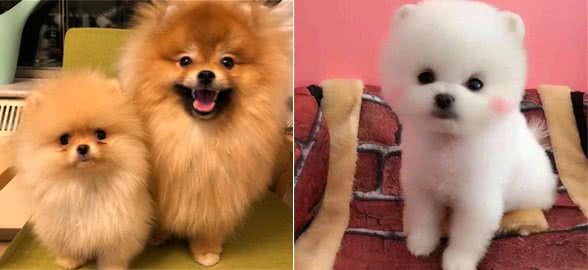 博美犬越来越受欢迎，这几个优点，巩固了它在宠物狗界的地位