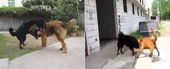 藏獒vs比特犬，谁的战斗力比较强一些