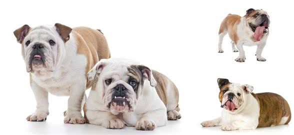 英国斗牛犬的性格特点