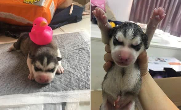 哈士奇就连喂奶姿势都是那么销魂,它们的二已经深入骨髓