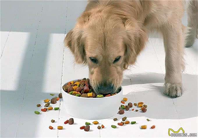 知识汇总:狗狗反复呕吐是怎么啦?有没有实用的处理措施?