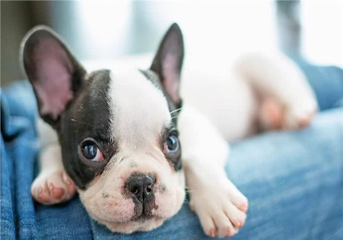 知识汇总:狗狗反复呕吐是怎么啦?有没有实用的处理措施?