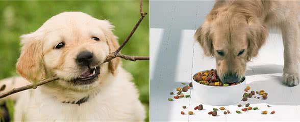 知识汇总:狗狗反复呕吐是怎么啦?有没有实用的处理措施?