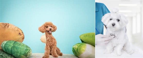 泰迪犬的寿命和牙齿掉落有关吗?如何让狗狗健康长寿?