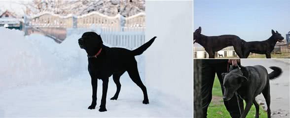 我国的黑狼犬还多吗?为什么这种狗这么优秀会逐渐灭绝了?