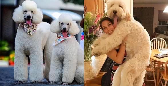 原来巨型贵宾犬这么好养!养了之后，真香