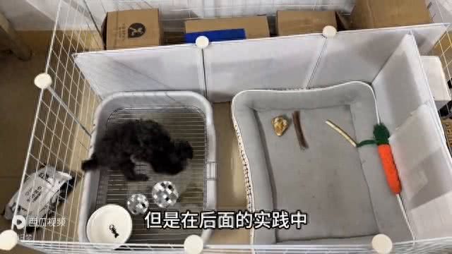 小狗超详细版定点大小便来咯—狗狗技能训练