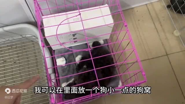 小狗超详细版定点大小便来咯—狗狗技能训练