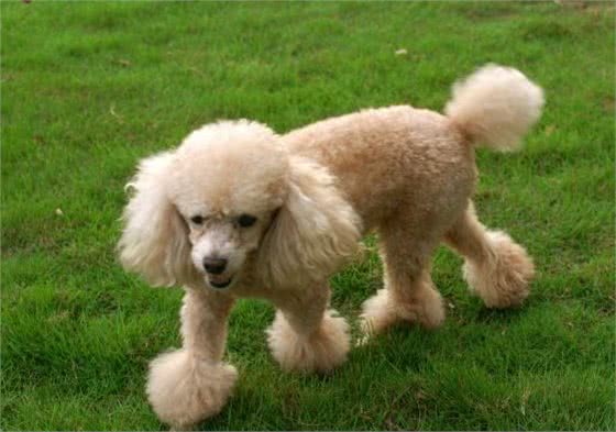 如何给发高烧的贵宾犬降温呢?这些方法你要试一下，一般不会错