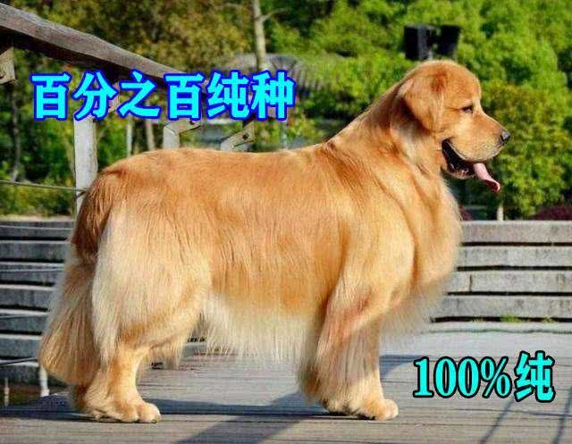 纯种金毛犬有6个特点，不少人养的都是串，你家狗狗纯吗