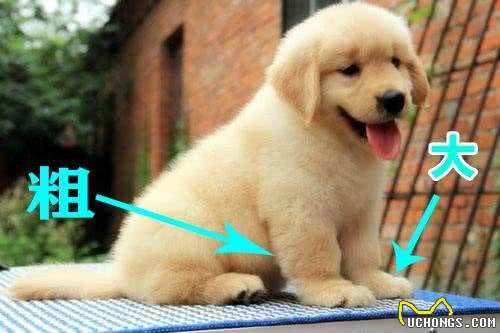 纯种金毛犬有6个特点，不少人养的都是串，你家狗狗纯吗