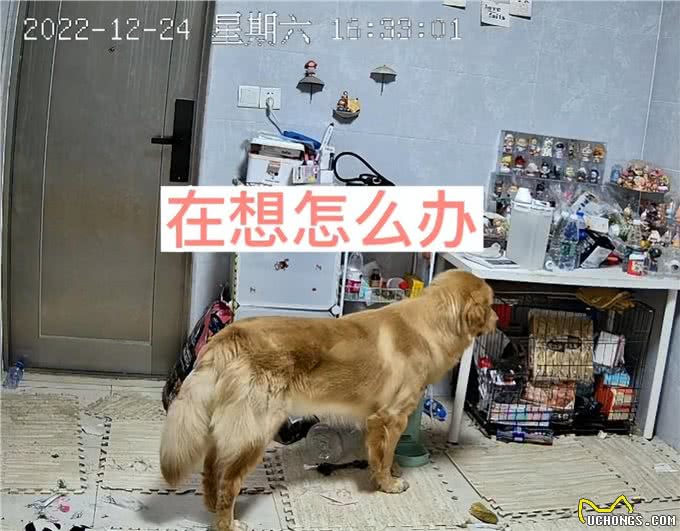女子阳了后连续发烧5天，难受到痛哭，客厅狗狗的反应让人破防