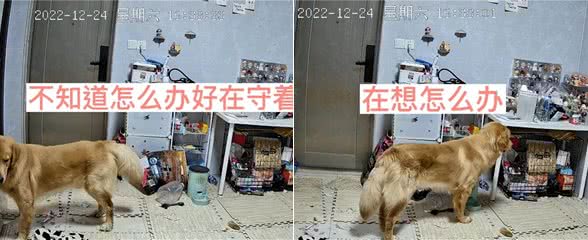 女子阳了后连续发烧5天，难受到痛哭，客厅狗狗的反应让人破防