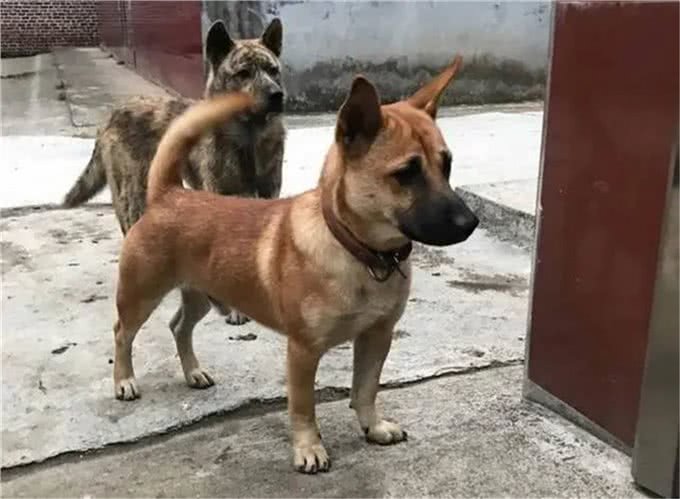 神犬矮脚虎，一口封喉狼青犬，还学豺爱掏肛，如今为何难得一见?