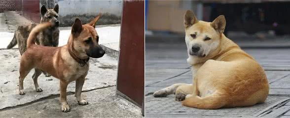 神犬矮脚虎，一口封喉狼青犬，还学豺爱掏肛，如今为何难得一见?