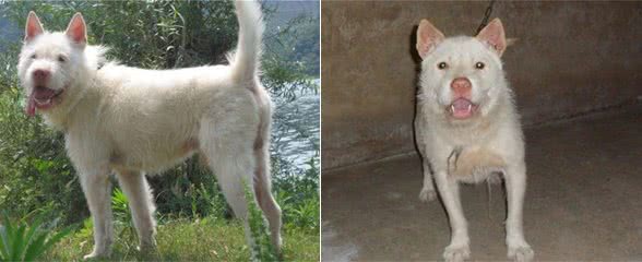 世界上最有猎性的狗是哪个品种呢?中华名猎下司犬为国争光
