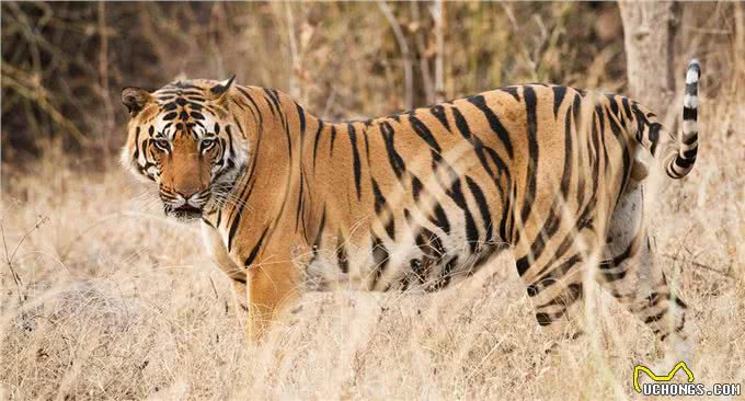 犬科动物史上,出现过顶尖的猛兽,能挑赢现代猫科吗?