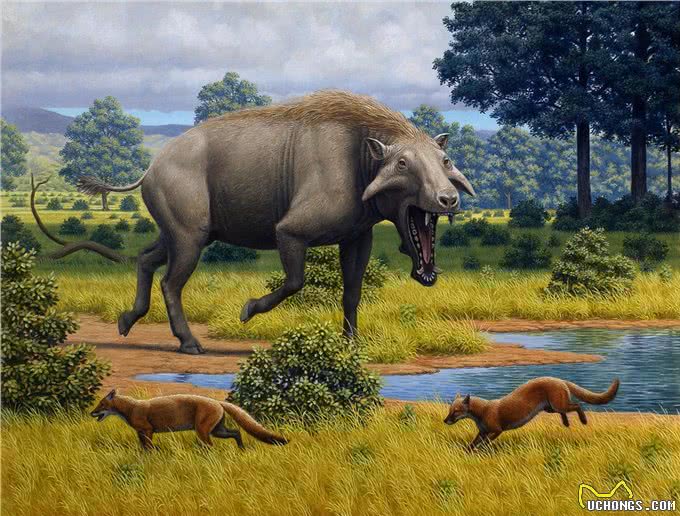 犬科动物史上,出现过顶尖的猛兽,能挑赢现代猫科吗?