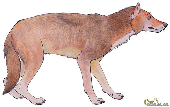 犬科动物史上,出现过顶尖的猛兽,能挑赢现代猫科吗?