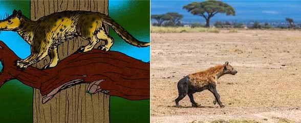 犬科动物史上,出现过顶尖的猛兽,能挑赢现代猫科吗?