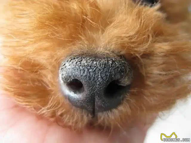 狗狗鼻头干燥，就等于生病了吗?其实还有这几点原因