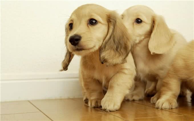 狗狗肠胃不好有怎样的表现?好好调理还你一只健康狗狗