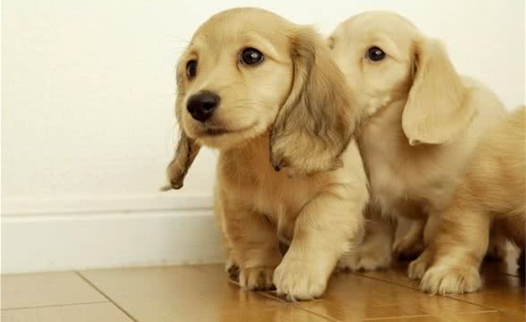 狗狗肠胃不好有怎样的表现?好好调理还你一只健康狗狗